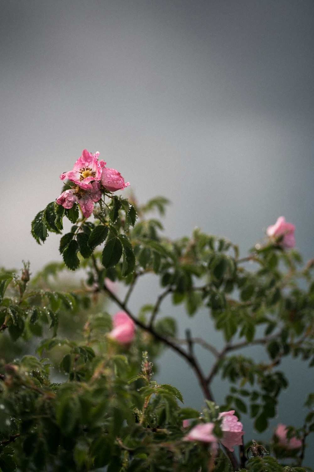 a pink flower is blooming on a tree branch