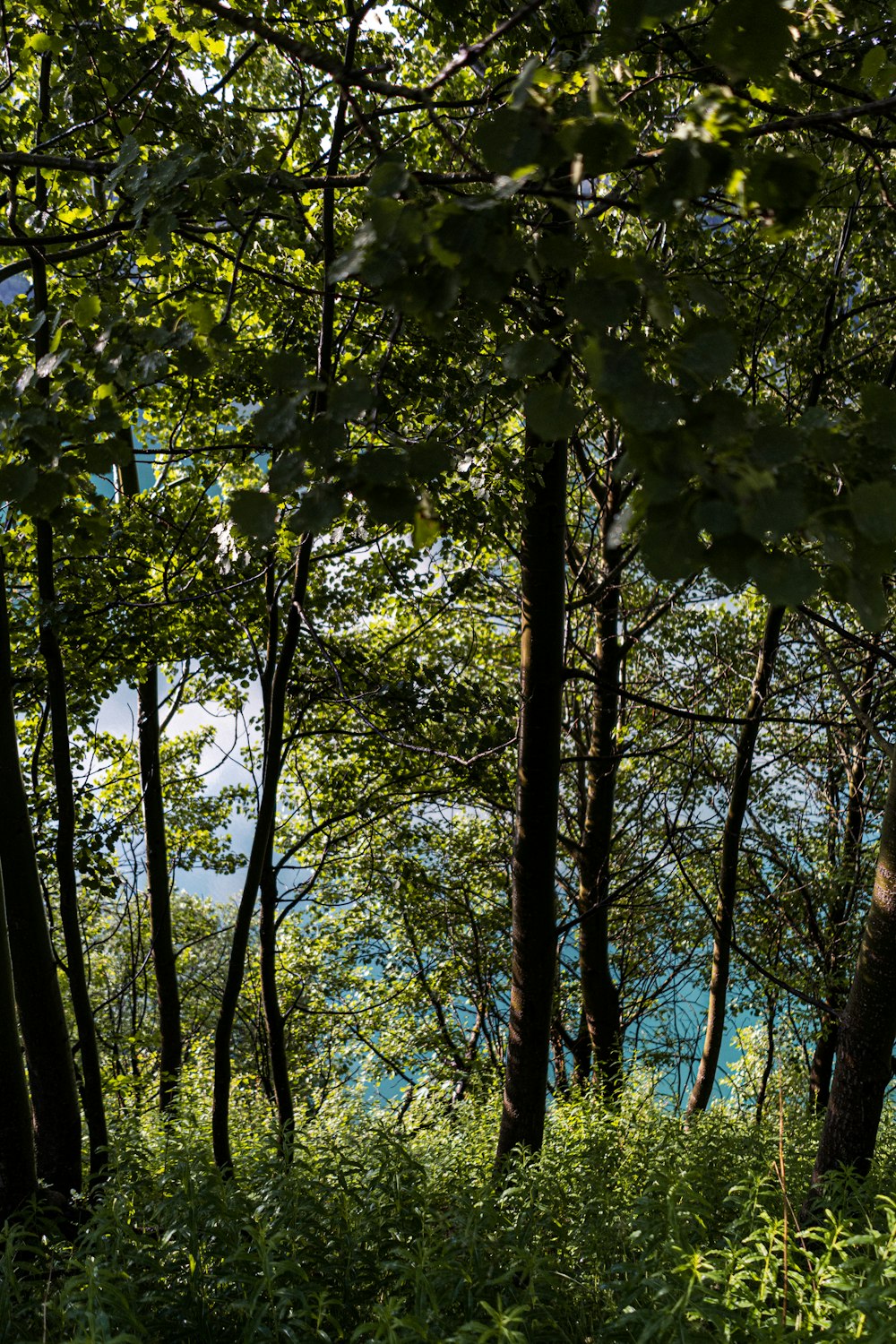 a bench sitting in the middle of a forest