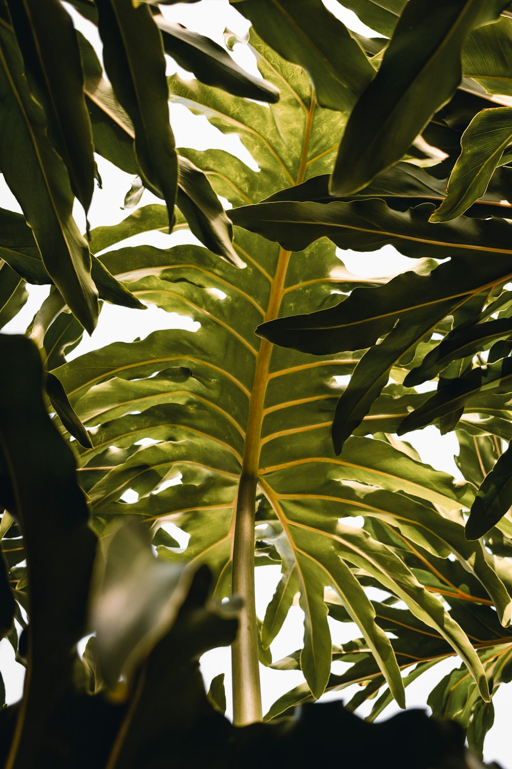 a close up of a plant with lots of leaves