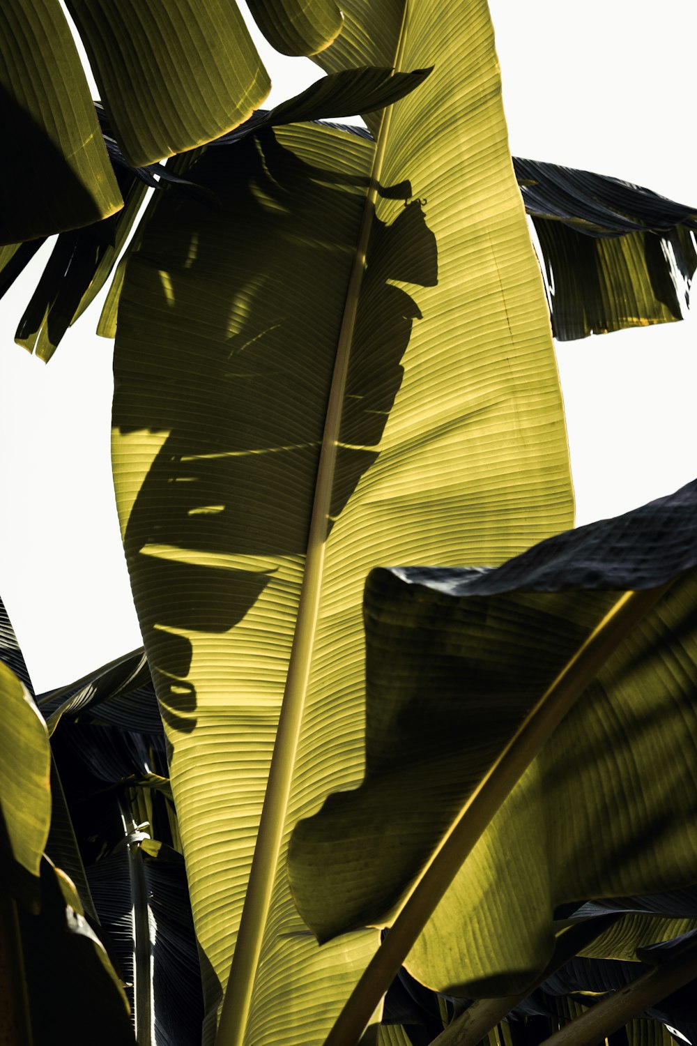 a close up of a banana plant with a sky background