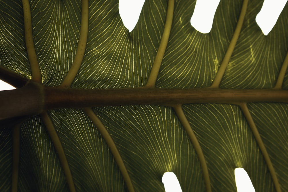 a close up of a large green leaf