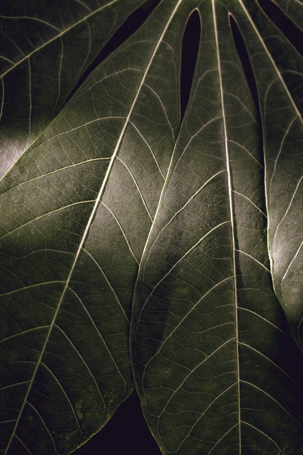 a close up of a large green leaf