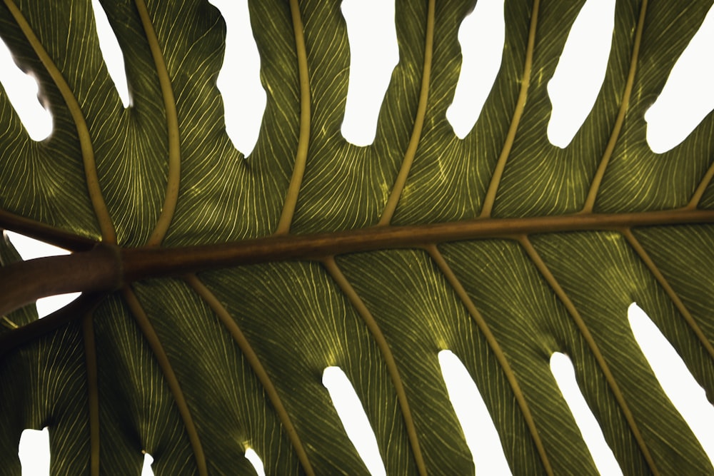 a close up of a green leaf on a white background