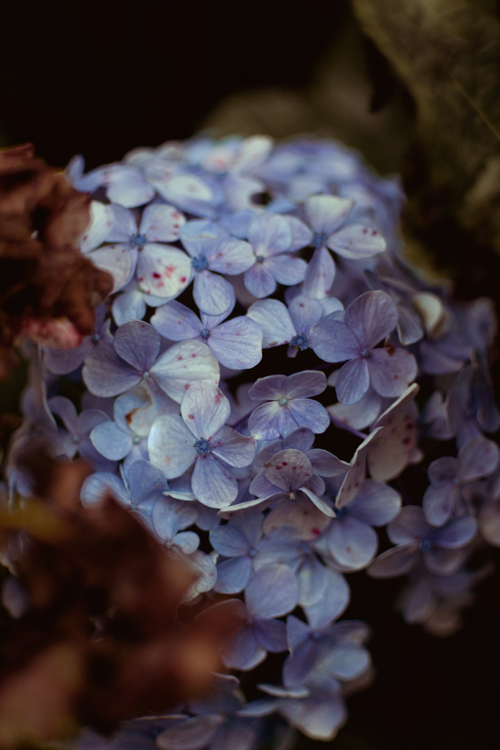 a close up of a bunch of purple flowers