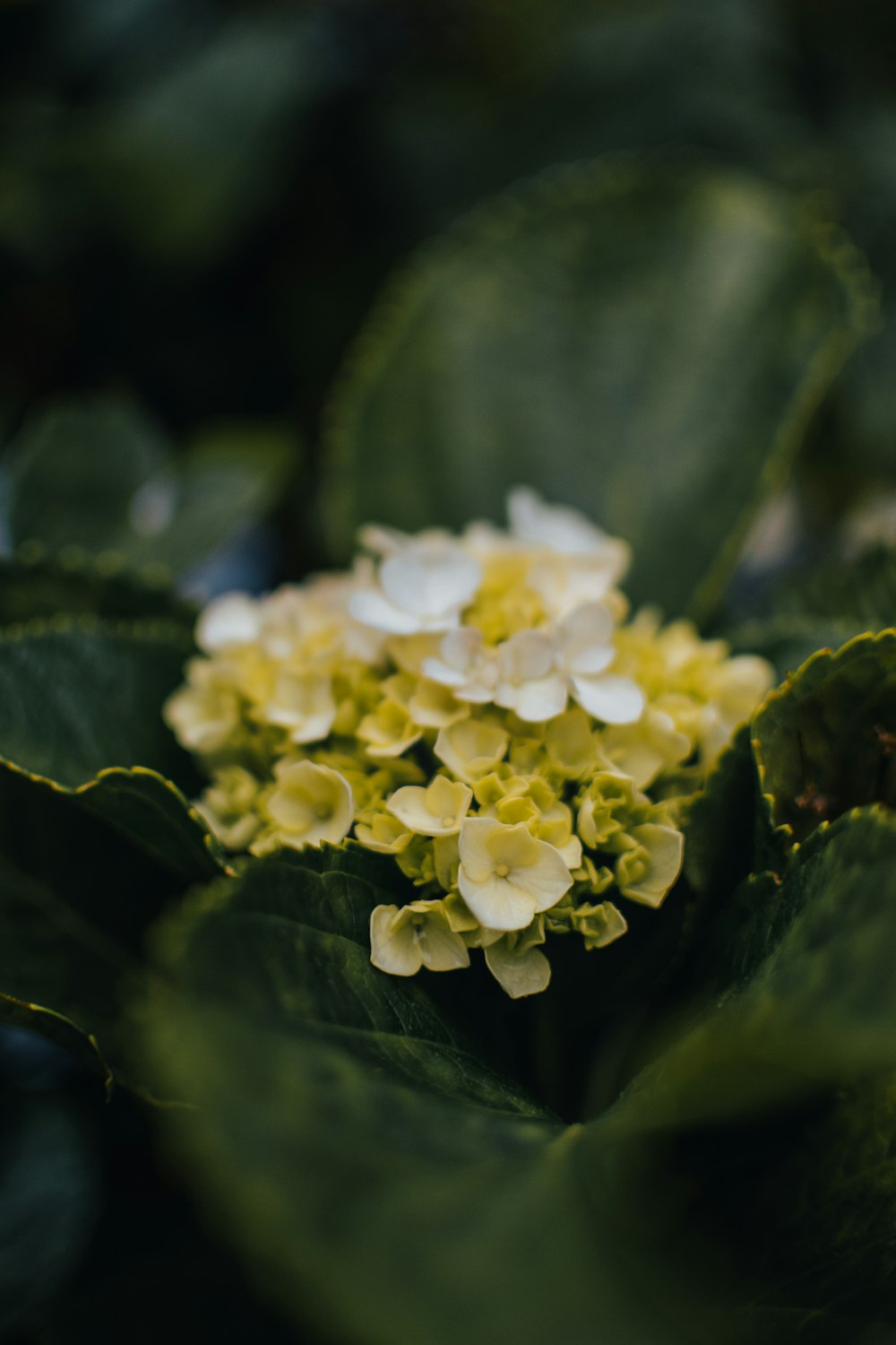 a close up of a yellow and white flower