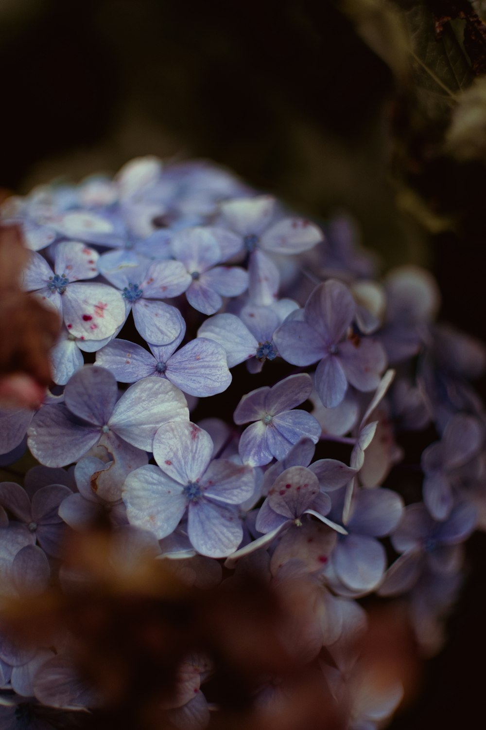 a close up of a bunch of purple flowers