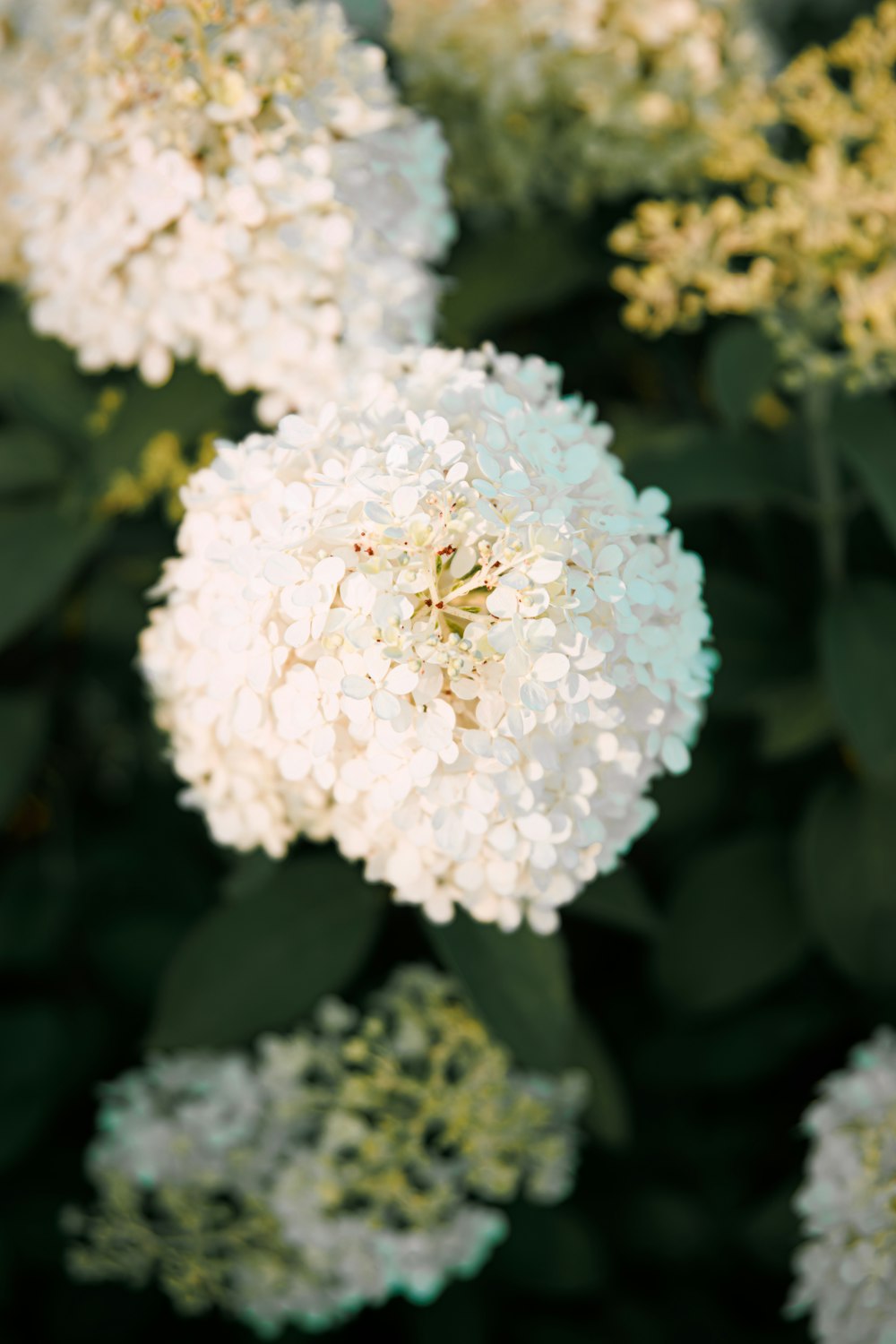 a close up of a bunch of white flowers