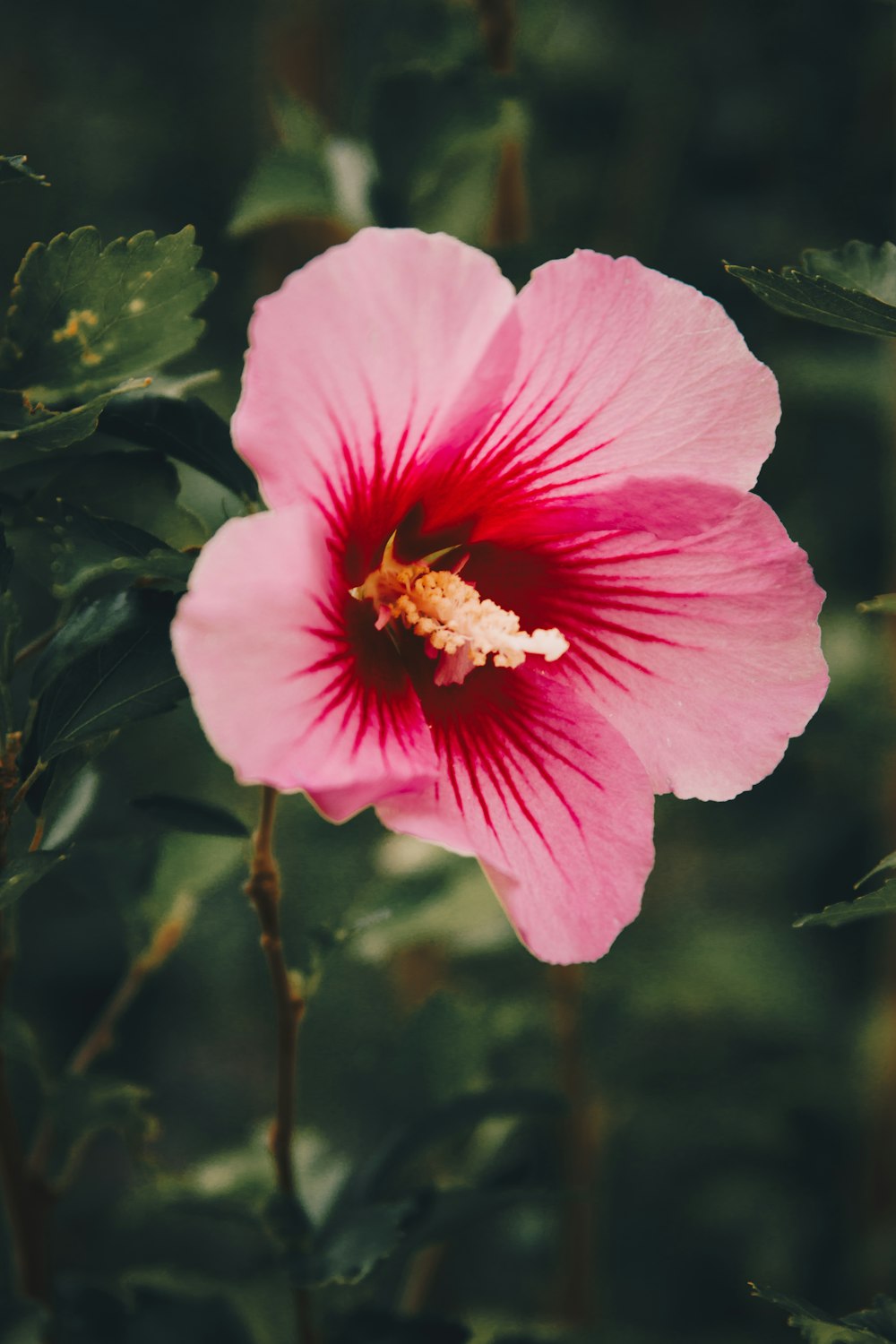 a pink flower with green leaves in the background