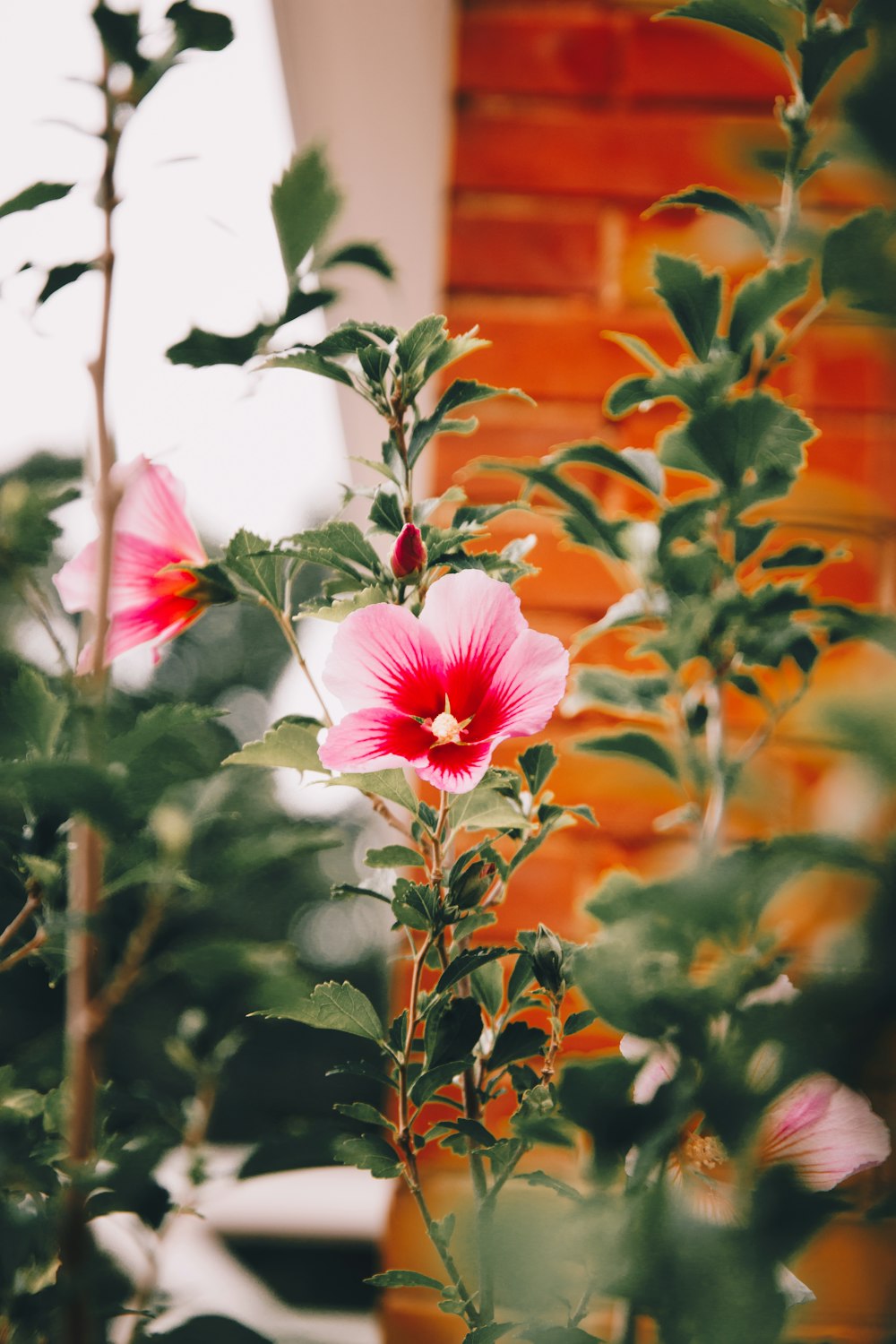 a pink flower in a pot next to a brick wall