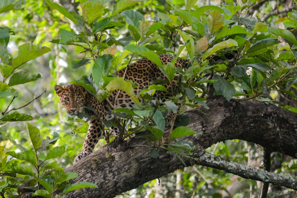 a leopard walking on a tree branch in a forest