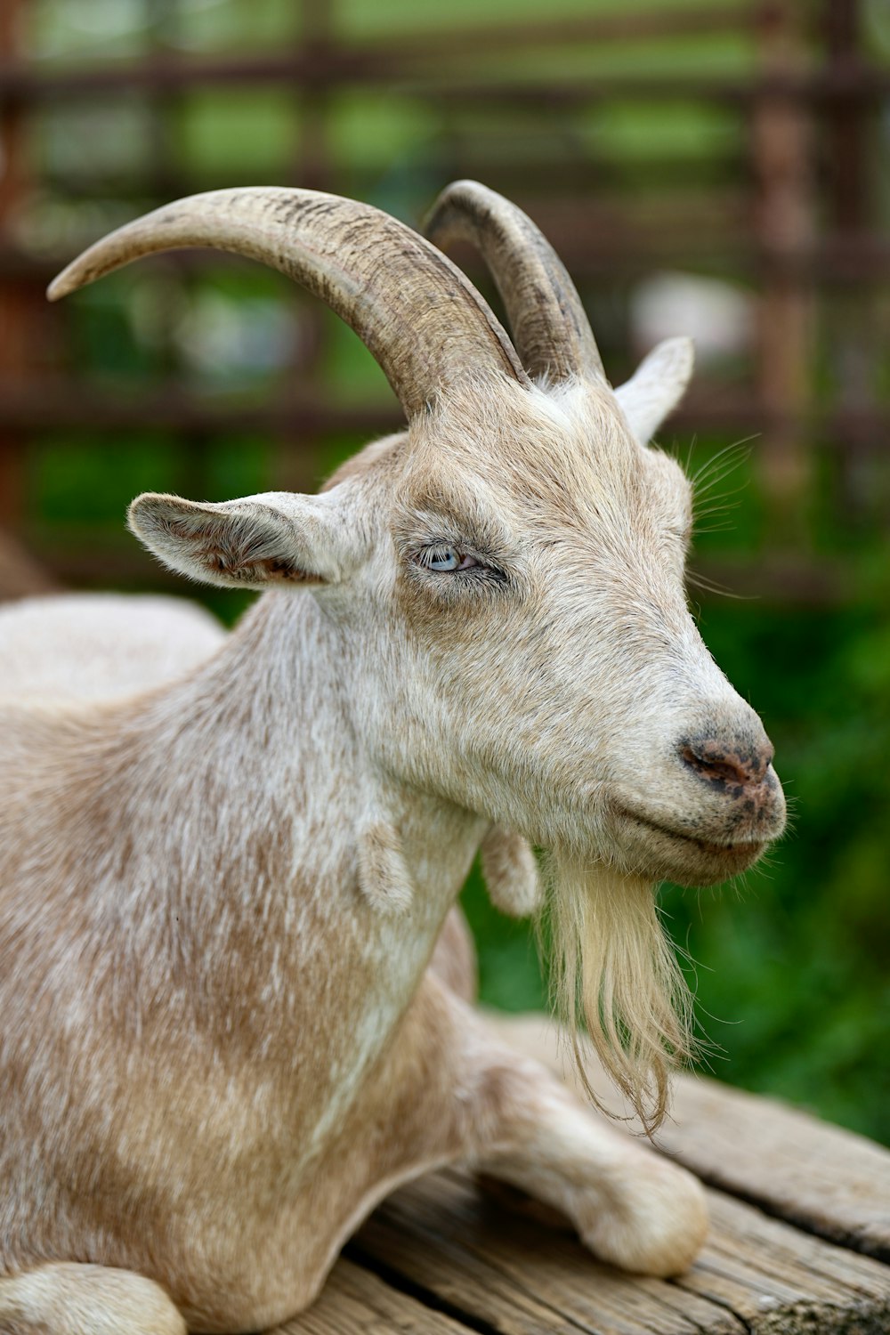 a close up of a goat laying on a wooden surface