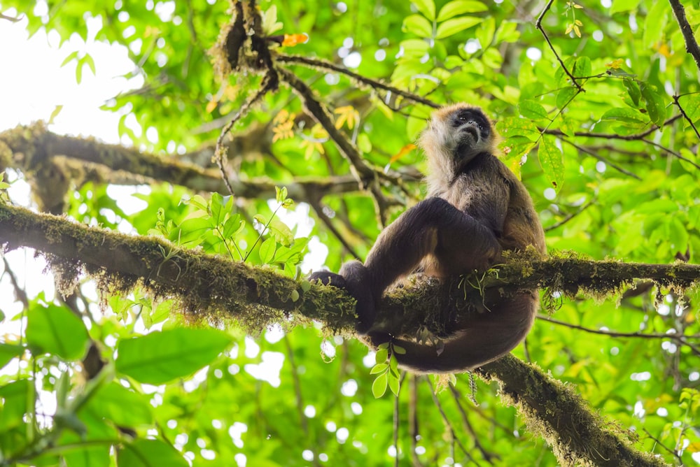 a monkey is sitting on a tree branch