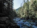 A serene landscape featuring a river flowing through a forest.