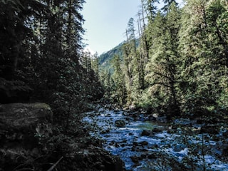 A serene forest landscape with sunlight filtering through tall trees and a clear river flowing.