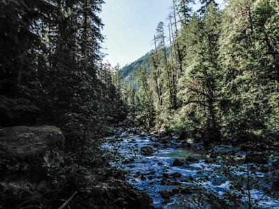 A serene landscape featuring a river flowing through a forest.