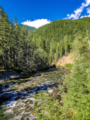 A lush tropical rainforest with vibrant green trees and a flowing pristine river under a clear blue sky.