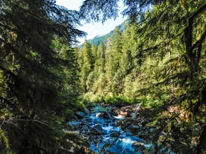 A lush forest landscape with a clear stream running through it at sunrise.