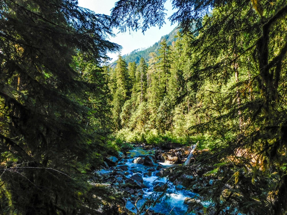 a river running through a lush green forest