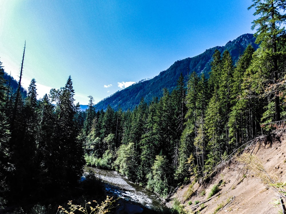 a river running through a lush green forest