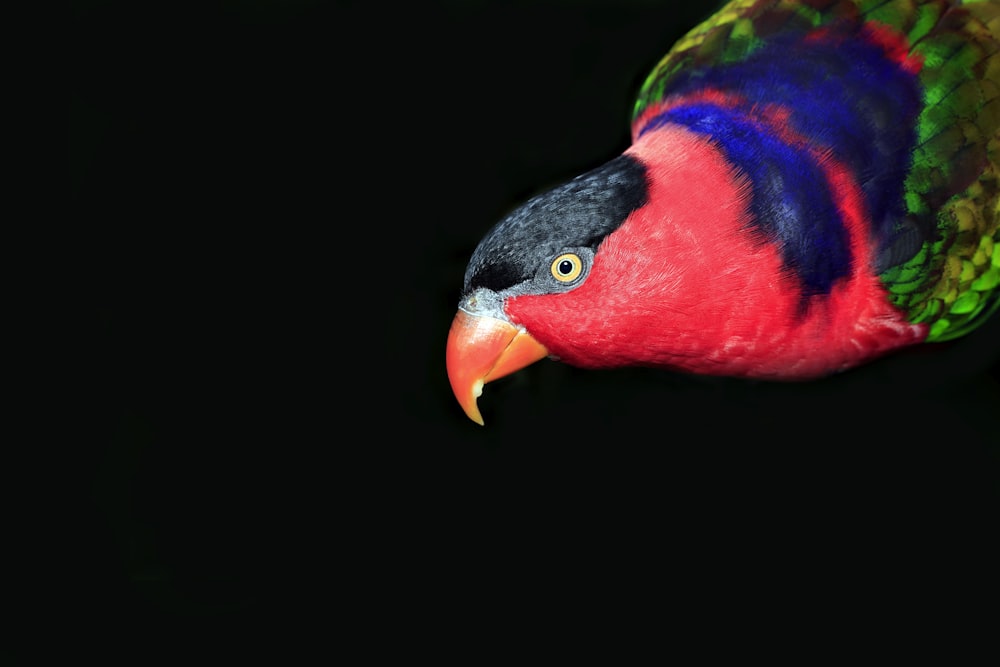 a colorful bird with a black background