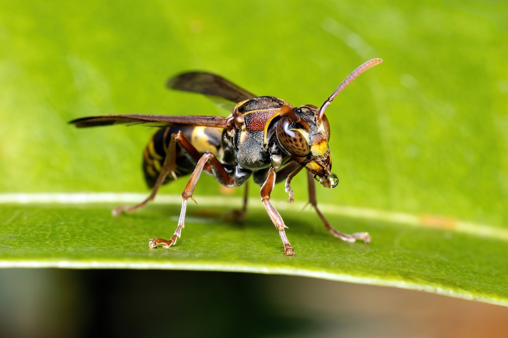 a close up of a bee on a green leaf