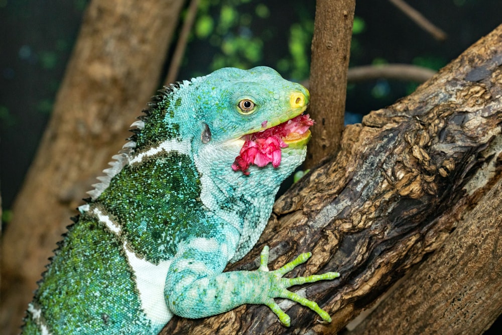 a green and white lizard with a flower in its mouth