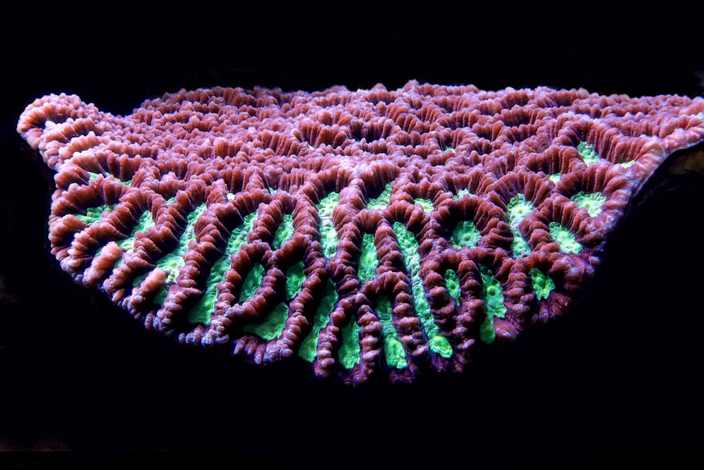 a close up of a coral on a black background