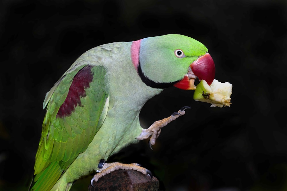 a green parrot eating a piece of fruit