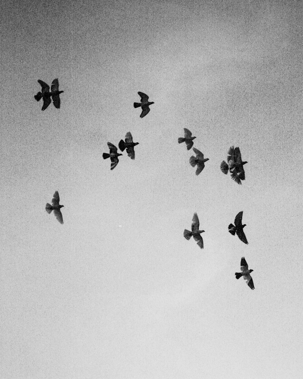 a flock of birds flying through a cloudy sky