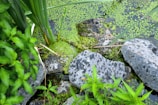 A vibrant green landscape featuring lush plants and large gray stones surrounding a small body of water covered with duckweed. Tall, slender leaves extend from the plants, while small flecks of green float on the water's surface. The scene captures a natural and serene setting.