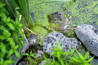 A vibrant green landscape featuring lush plants and large gray stones surrounding a small body of water covered with duckweed. Tall, slender leaves extend from the plants, while small flecks of green float on the water's surface. The scene captures a natural and serene setting.