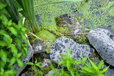A vibrant green landscape featuring lush plants and large gray stones surrounding a small body of water covered with duckweed. Tall, slender leaves extend from the plants, while small flecks of green float on the water's surface. The scene captures a natural and serene setting.