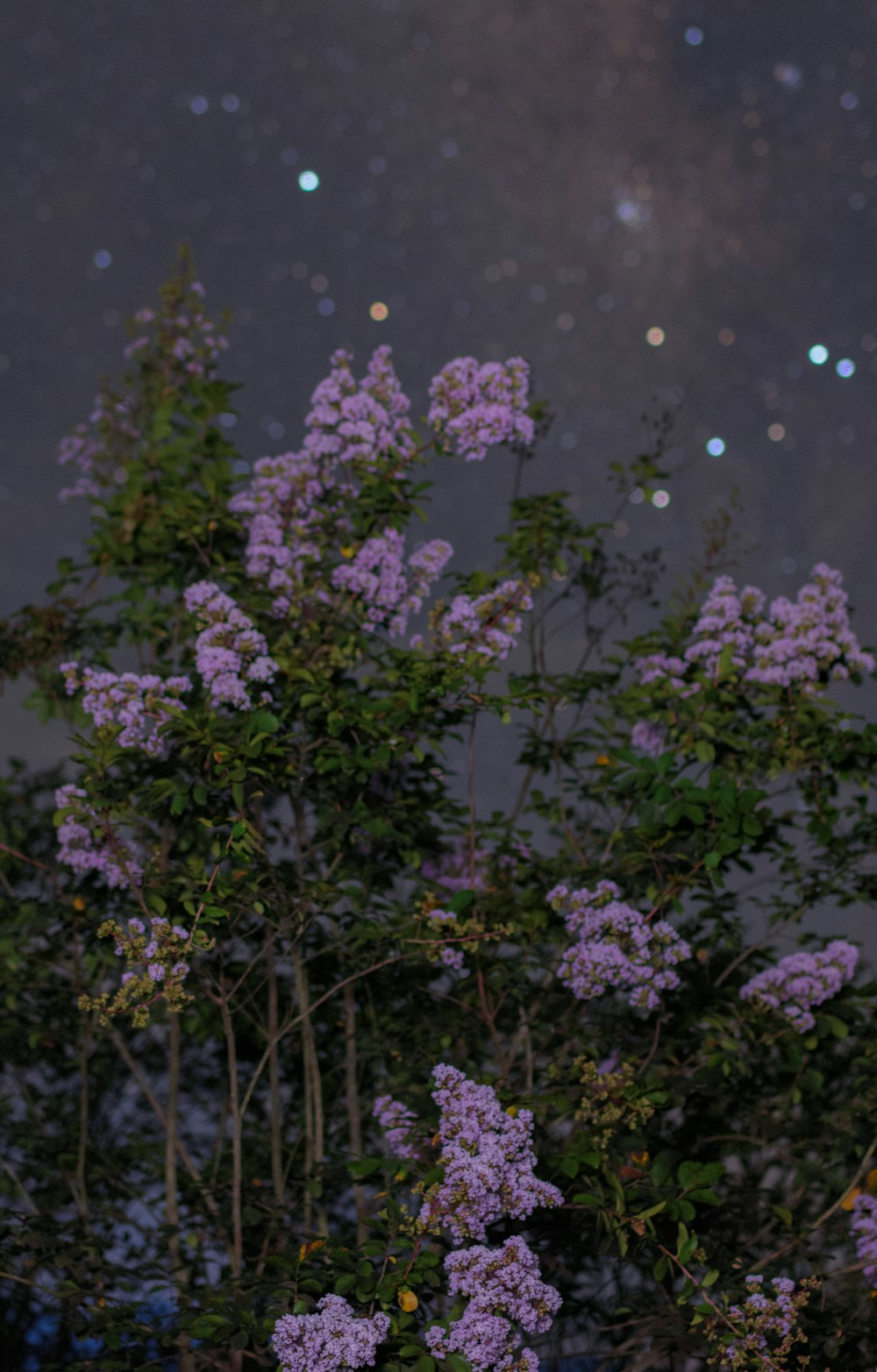 purple flowers are blooming in the night sky