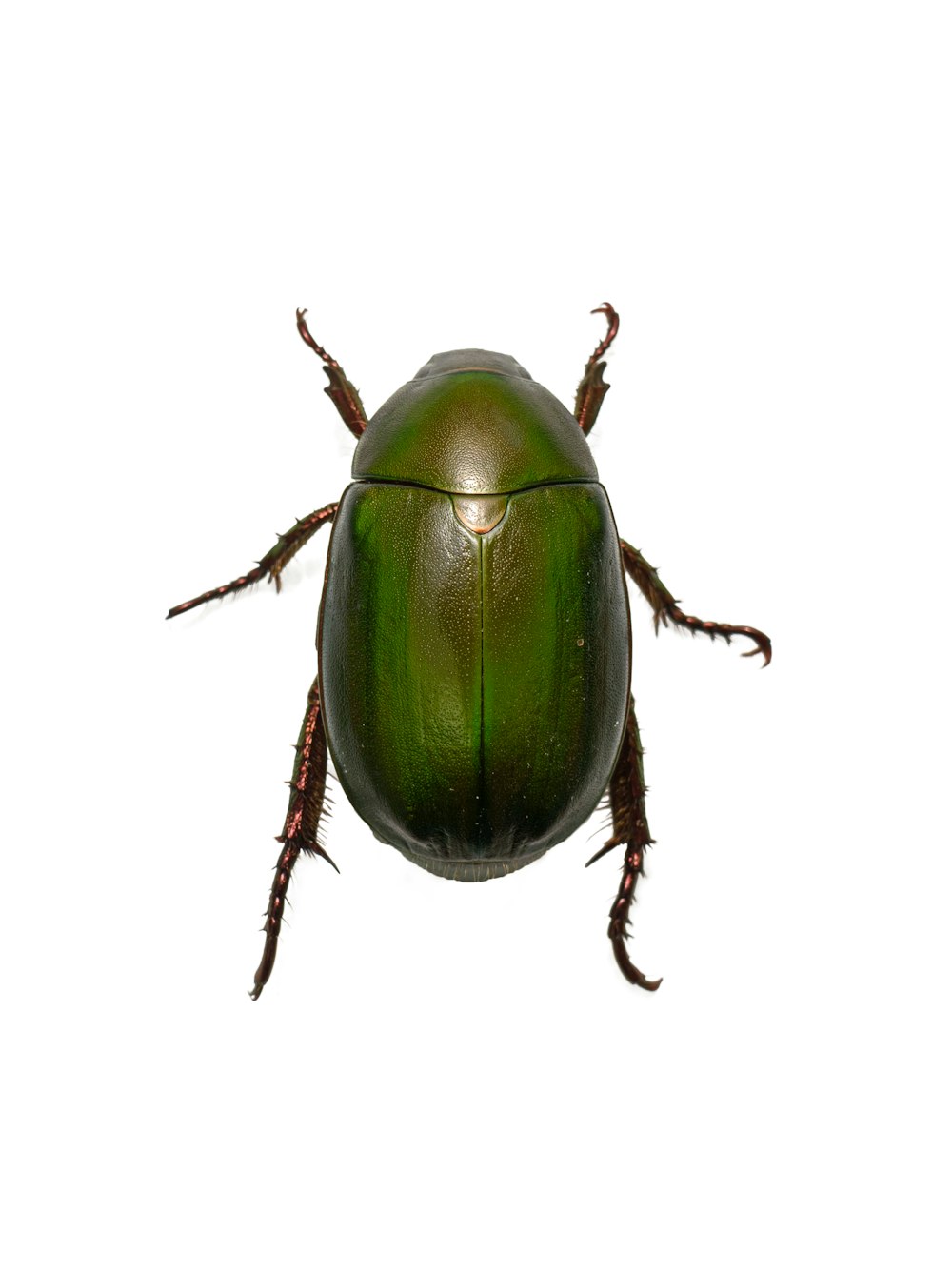 a close up of a green beetle on a white background