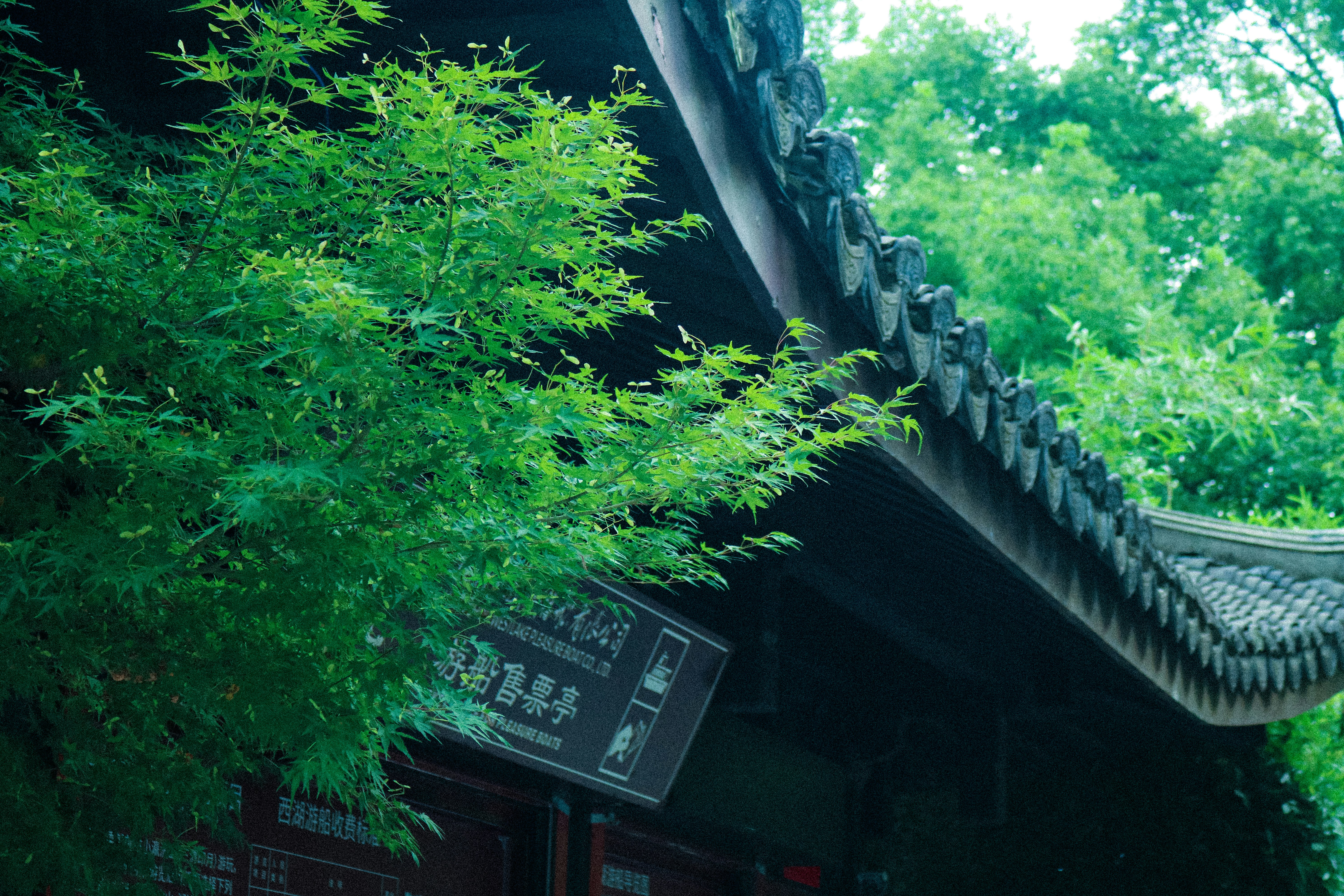 Maple leaves in blue tone near the West Lake in Hangzhou.