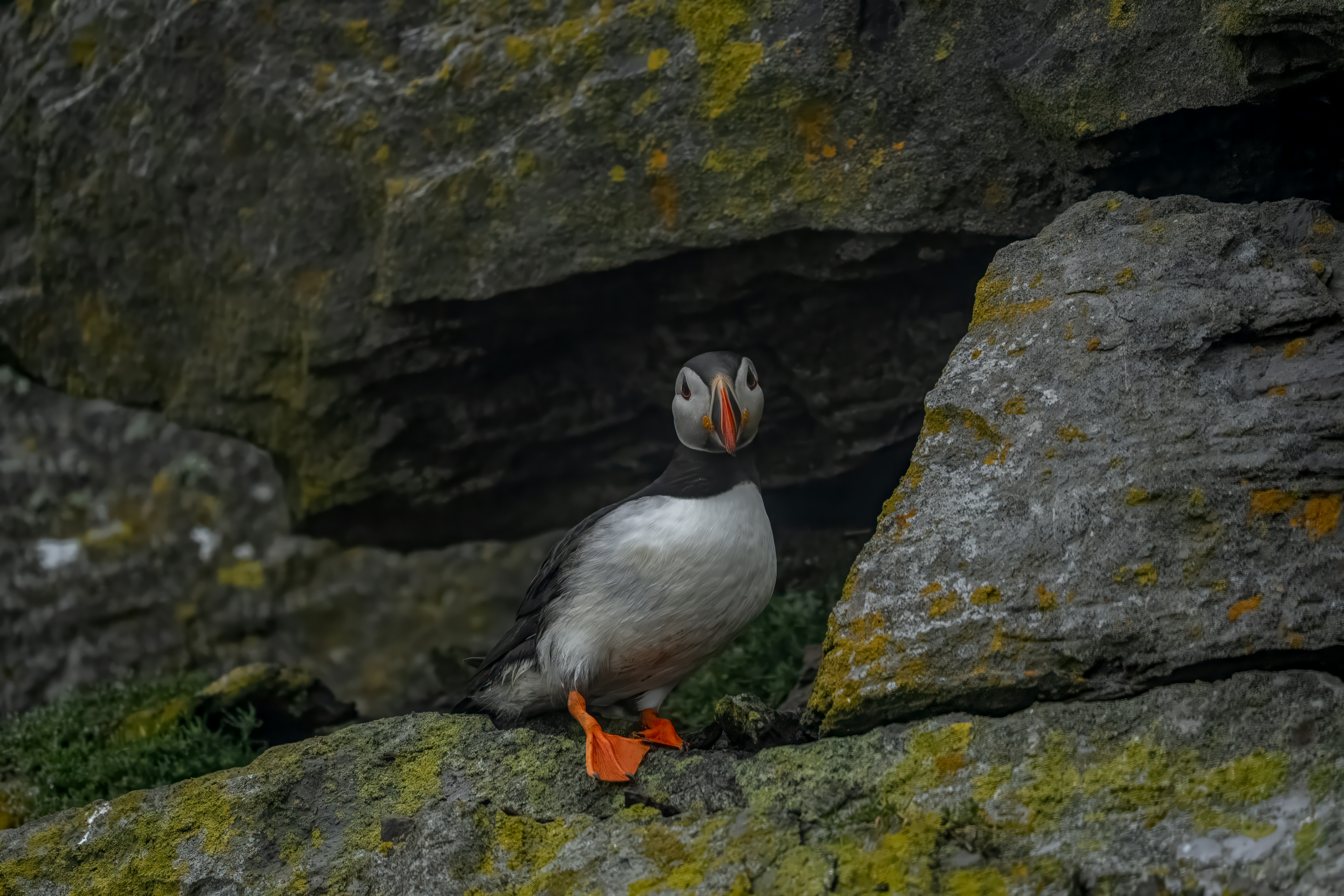 a puffy bird is standing on a rock, 