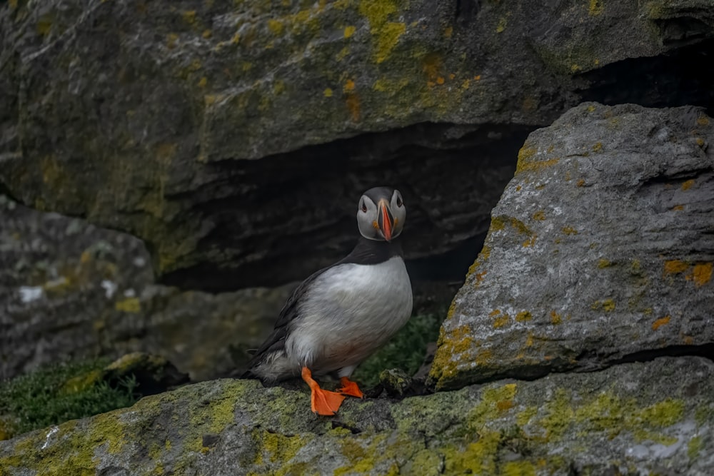 Ein aufgedunsener Vogel steht auf einem Felsen