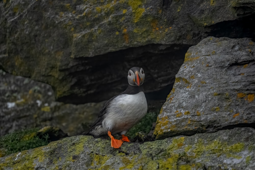 a puffy bird is standing on a rock