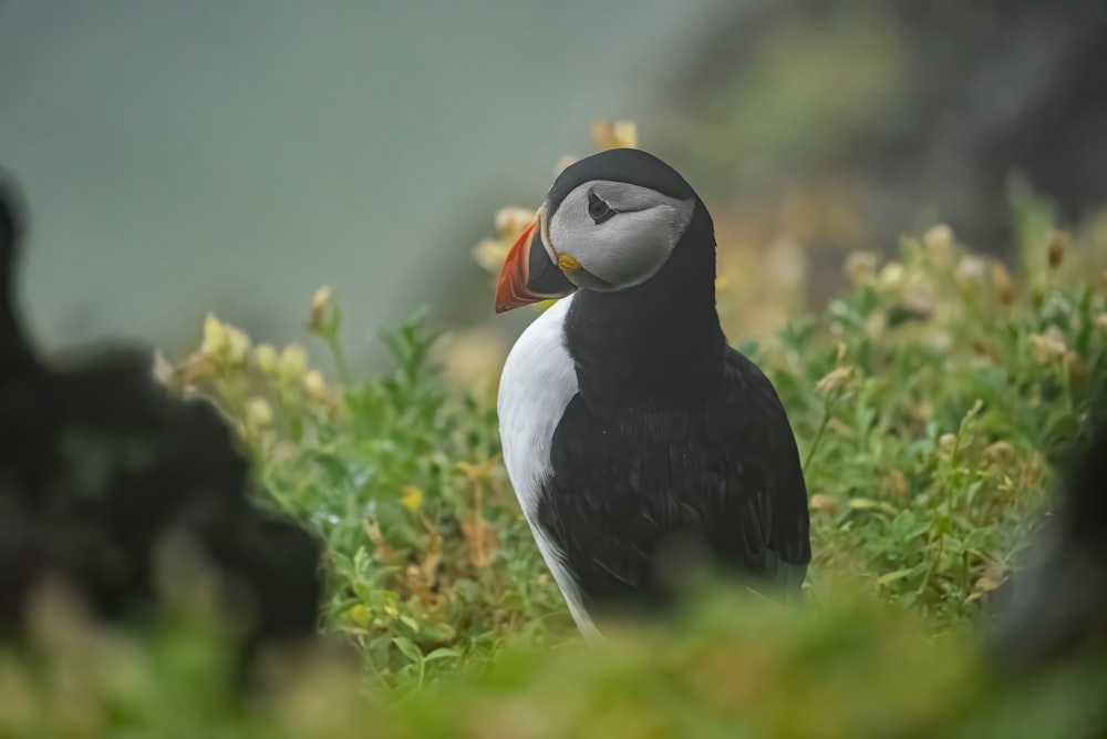 a black and white bird standing on top of a lush green field