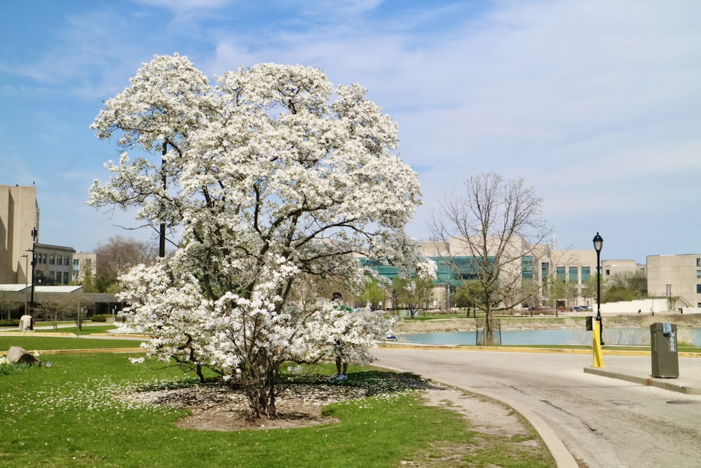 a tree with white flowers in a park