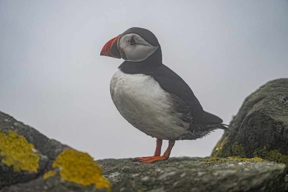 a bird with a red beak standing on a rock