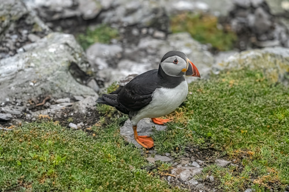 a small bird standing on top of a lush green field