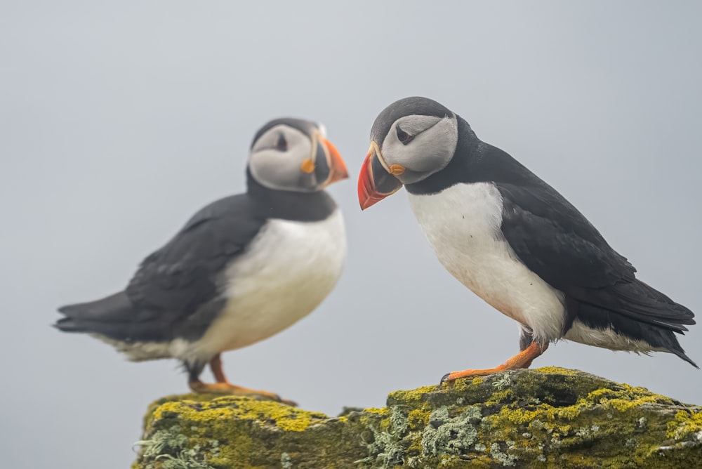 Un par de pájaros parados en la cima de una roca