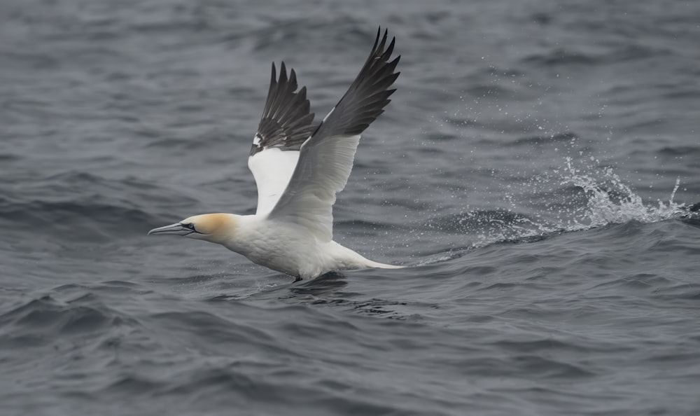 a seagull flying over the water with its wings spread