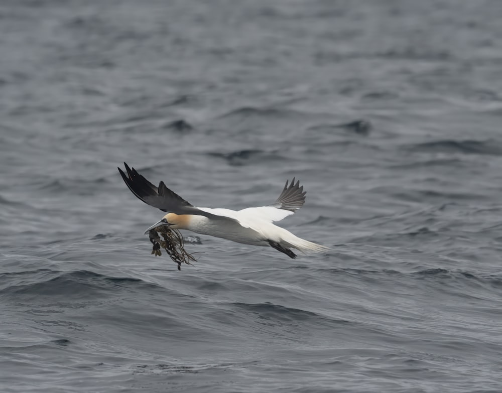 a bird flying over the ocean with a fish in it's mouth