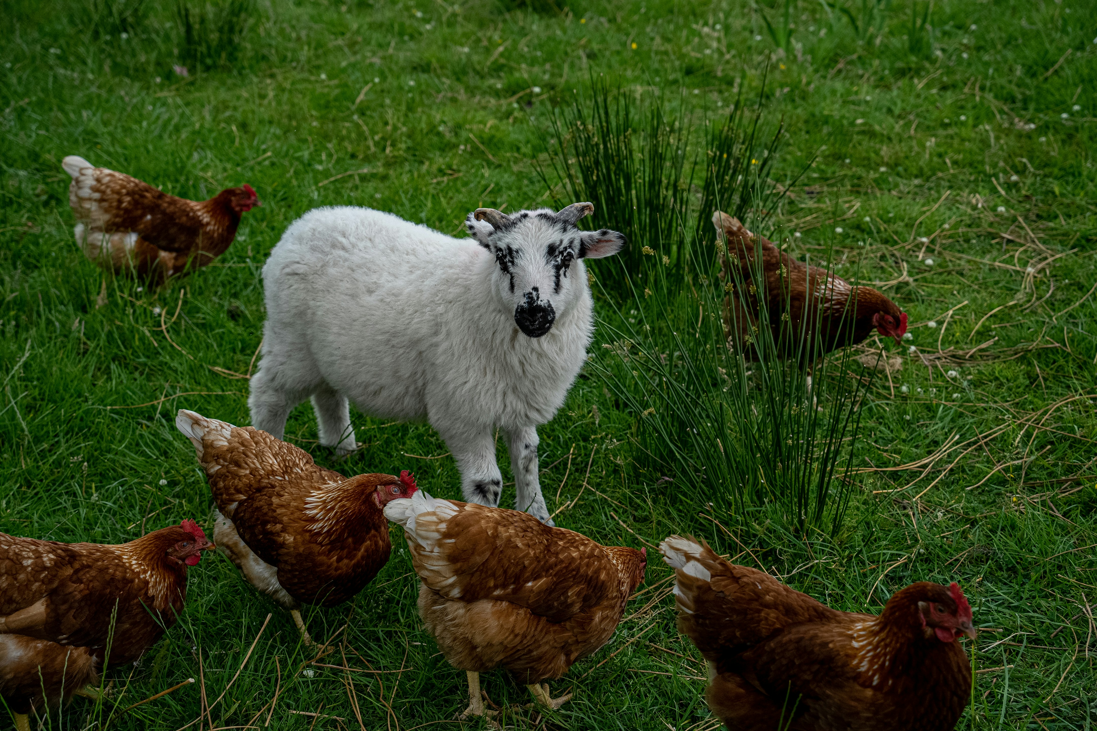 a sheep standing next to a flock of chickens on a lush green field