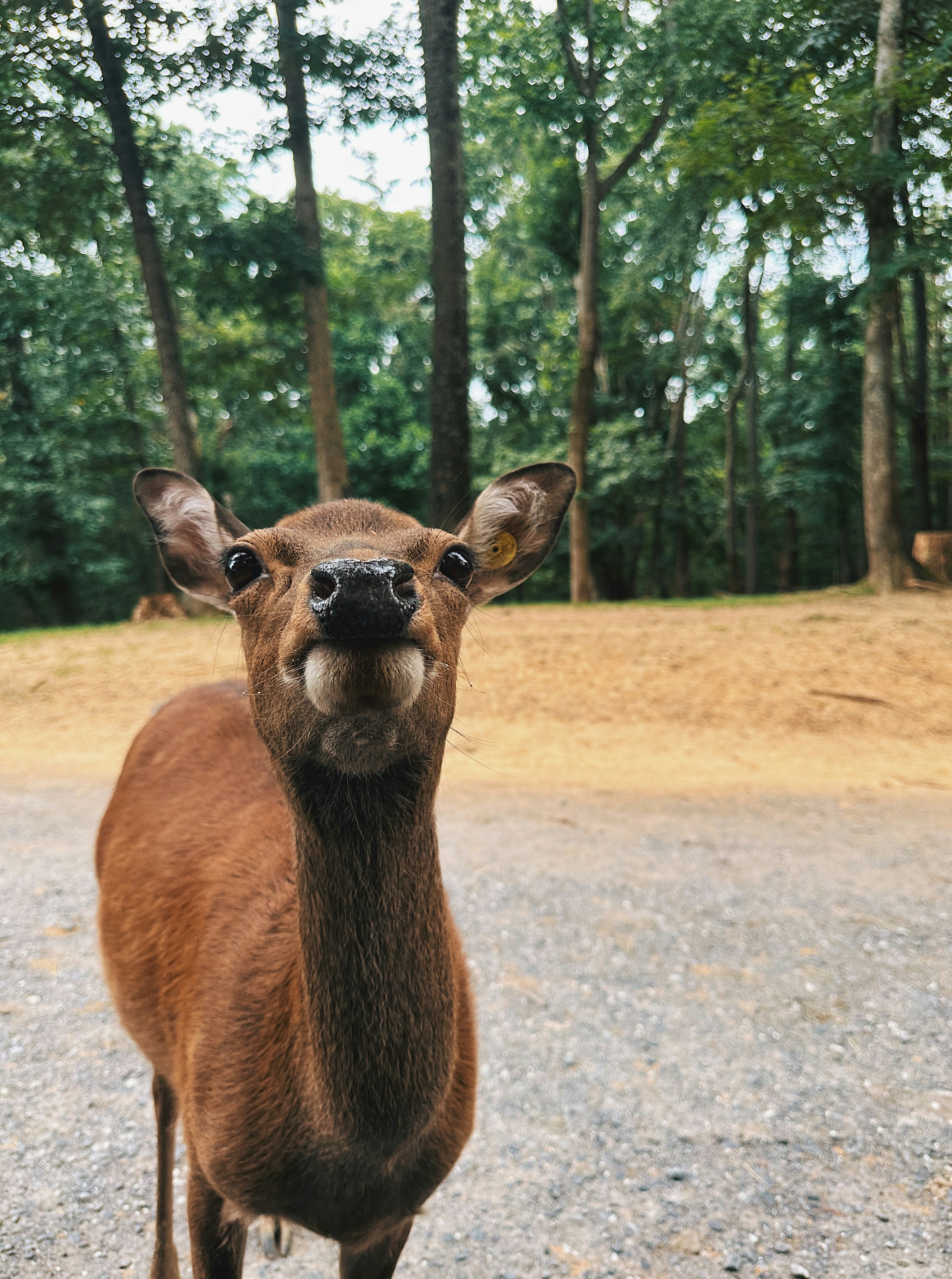 A deer standing on top of a gravel road photo Free Virginia Image on