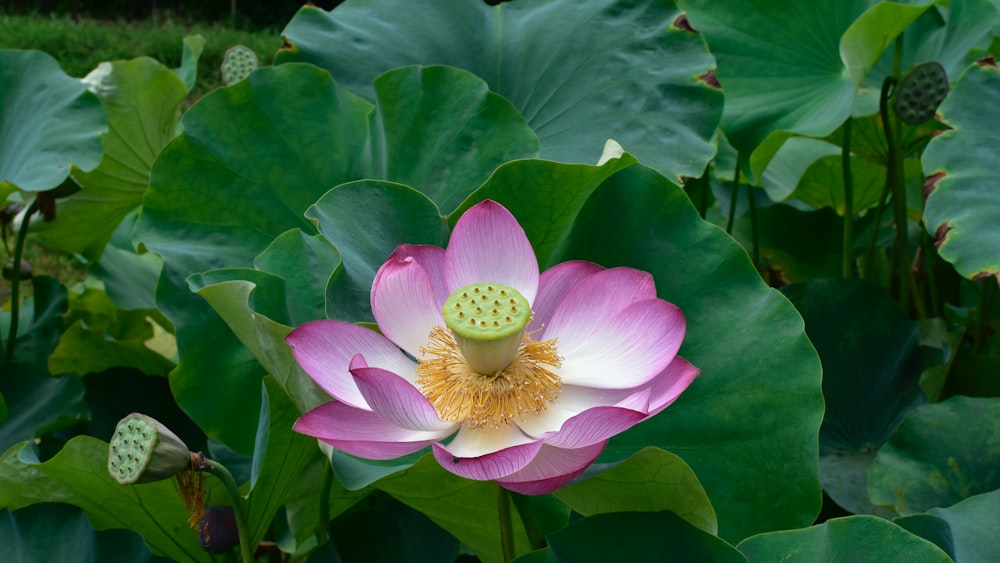 a pink and white flower surrounded by green leaves