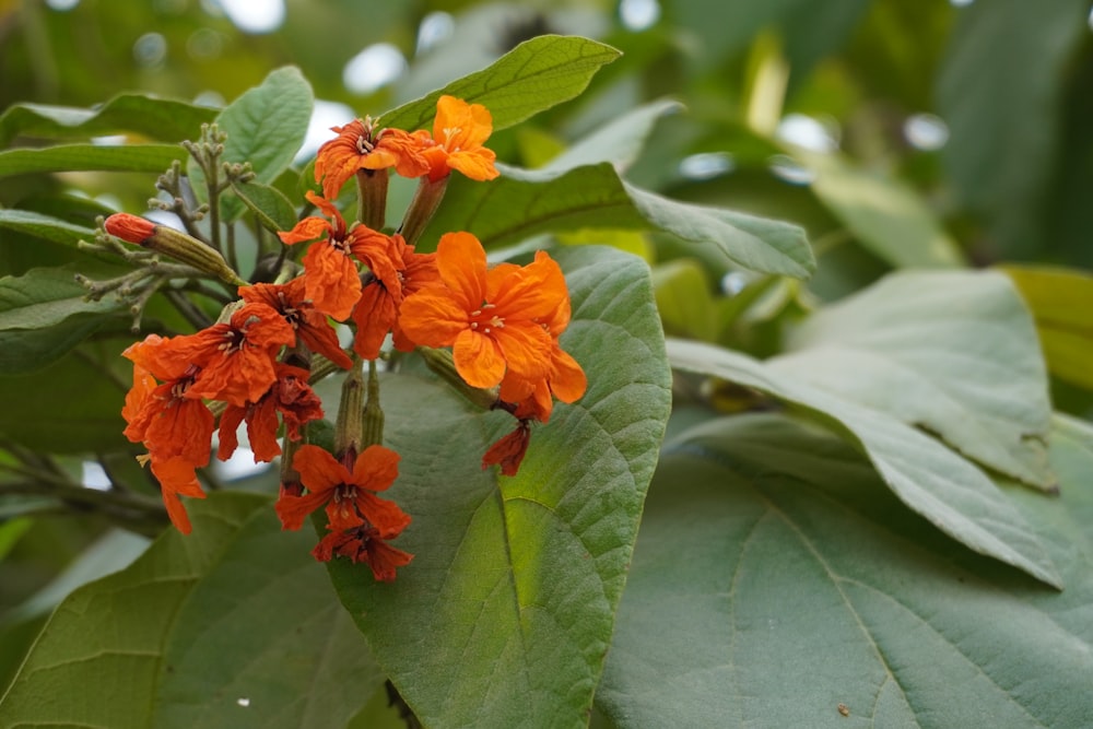 a close up of some orange flowers on a tree