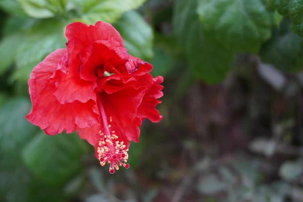 a red flower with green leaves in the background